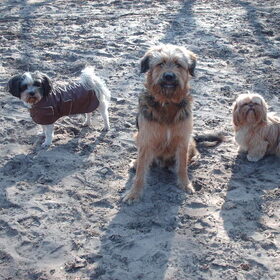 Hondenfoto van liesbeth,Turbo,Luna, Levi en Faith