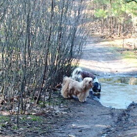 Hondenfoto van liesbeth,Turbo,Luna, Levi en Faith