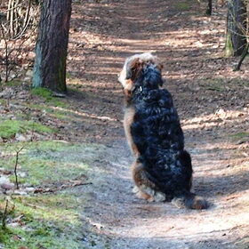 Hondenfoto van liesbeth,Turbo,Luna, Levi en Faith