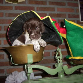 dit is onze enya 4 weken oud. ze groeir enorm hard. ze is zoals…