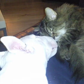 cats and dogs...sleeppss