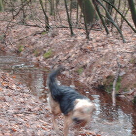 Hondenfoto van liesbeth,Turbo,Luna, Levi en Faith