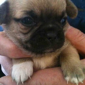 Dit is Bruno 3 weken oud