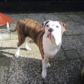 chika alweer 7 maanden