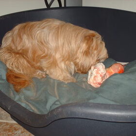 Hondenfoto van liesbeth,Turbo,Luna, Levi en Faith