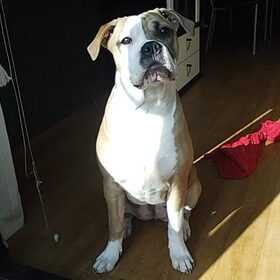 lady koppie schuin