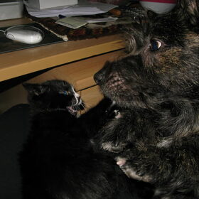 Bobby kwam even kijken wat daar op schoot lag. En meteen dat o…