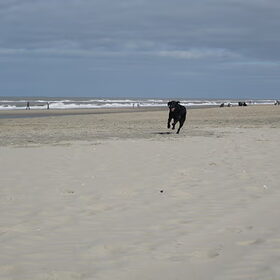 Hondenfoto van Angela & Shine