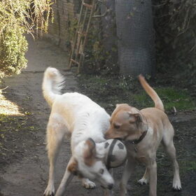 Hondenfoto van Sam,Saltarin,Muis,Zara,Terra+en Paco 