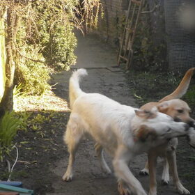 Hondenfoto van Sam,Saltarin,Muis,Zara,Terra+en Paco 