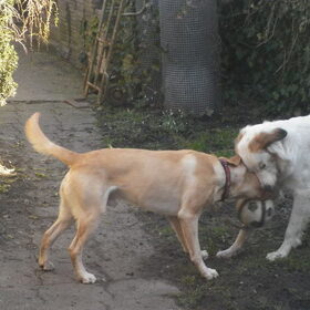 Hondenfoto van Sam,Saltarin,Muis,Zara,Terra+en Paco 