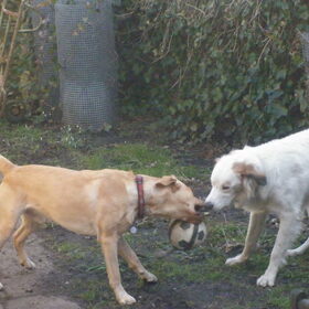 Hondenfoto van Sam,Saltarin,Muis,Zara,Terra+en Paco 