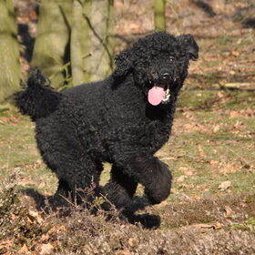 Hondenfoto van Mirjam en Curly Koda 