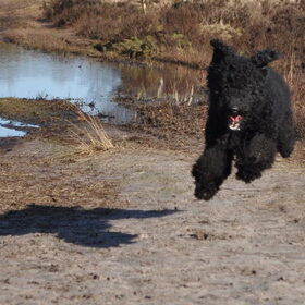 Hondenfoto van Mirjam en Curly Koda 