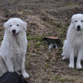 Hondenfoto van Mirjam en Curly Koda 