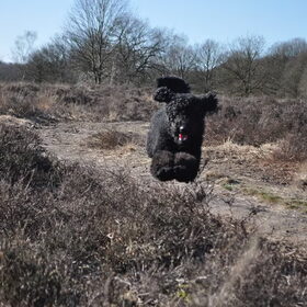Hondenfoto van Mirjam en Curly Koda 
