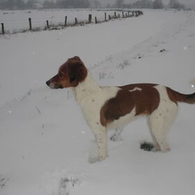 onze Mazzel (1)