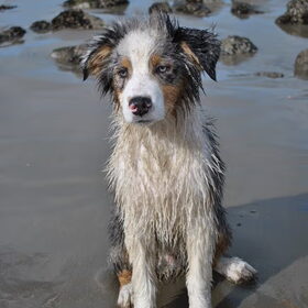 onze zeehond