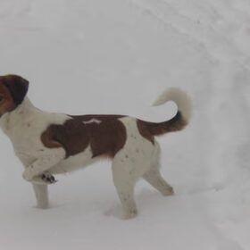 onze Mazzel (2)