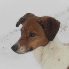 onze Mazzel (6)