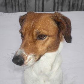 onze Mazzel (7)