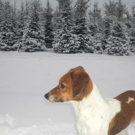 onze Mazzel (9)