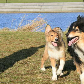 Hondenfoto van Linda, Kira en Duncan