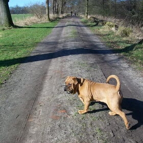 rambo 23 week oud