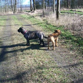rambo en boris gezellig