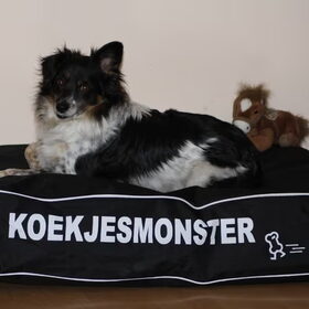 Andor met zijn nieuwe kussen