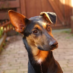 Zoë is onze 6 maanden oude pup uit Griekenland. Wij hebben haar…