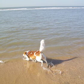 wandelen aan zee