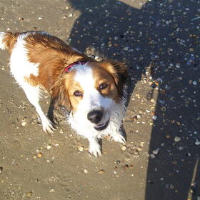 wandelen aan zee
