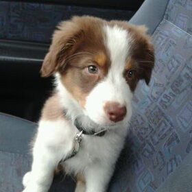 In de auto