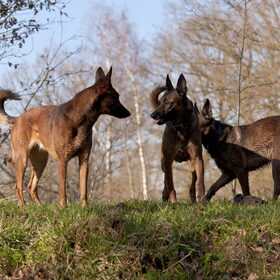 Hondenfoto van De Mecheltjes clan