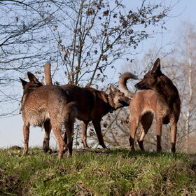 Hondenfoto van De Mecheltjes clan