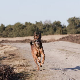 Hondenfoto van De Mecheltjes clan