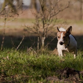 Hondenfoto van De Mecheltjes clan