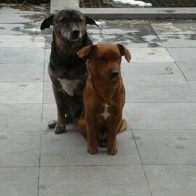 Hondenfoto van annick