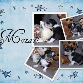 Mozart