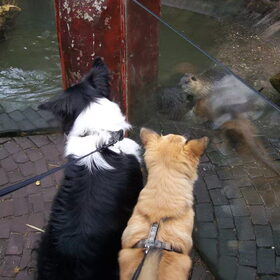 5 maanden oud, mee naar de dierentuin met vriend Tazz