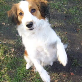 doggydance met roxie