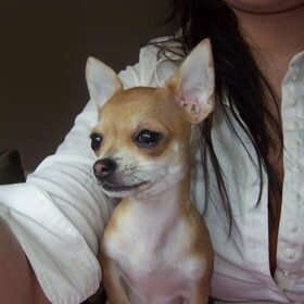 help ons onze chihuahua terug vinden
