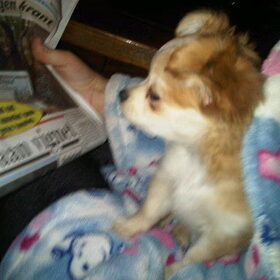 Muffin leest ook graag de Telegraaf haha!