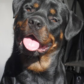 Hondenfoto van Hannie met Beer en Chelsea