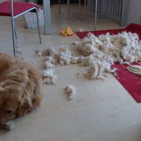 Dit wás zijn knuffel...