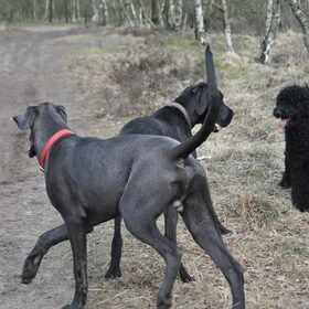 Hondenfoto van Mirjam en Curly Koda 