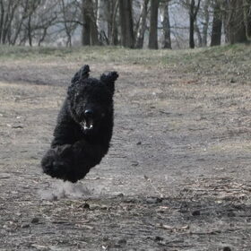 Hondenfoto van Mirjam en Curly Koda 