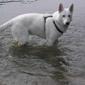 Lekker in het water