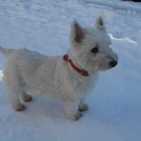 Rocky in de sneeuw
